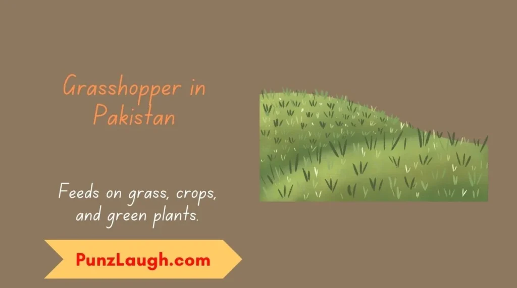 Grasshopper in Pakistan