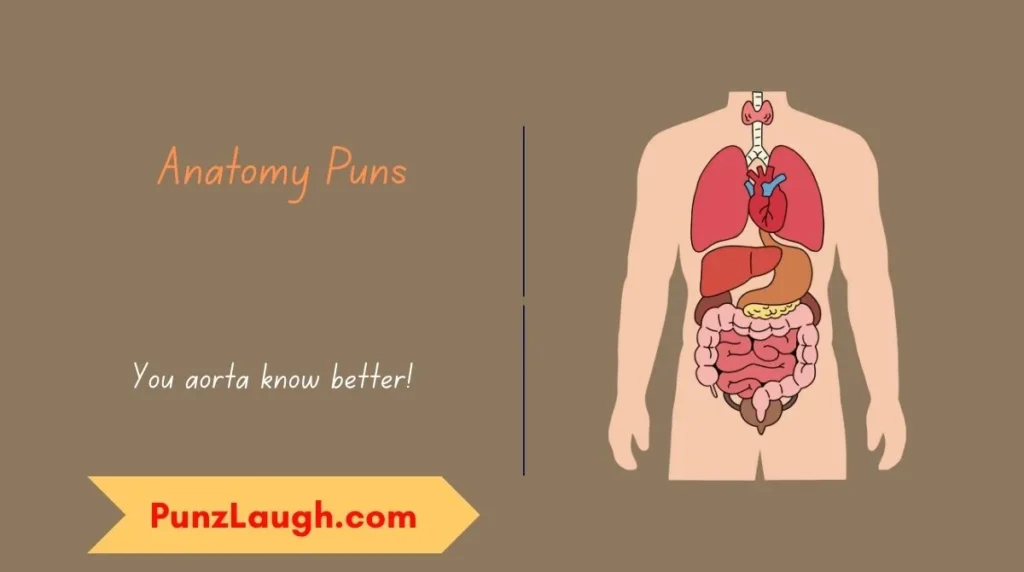 Anatomy Puns